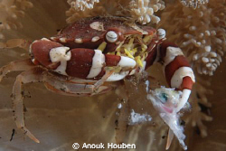 Crab enjoying its lunch by Anouk Houben 